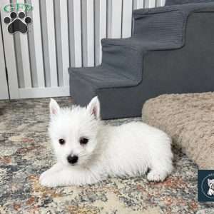 Jalon, West Highland Terrier Puppy